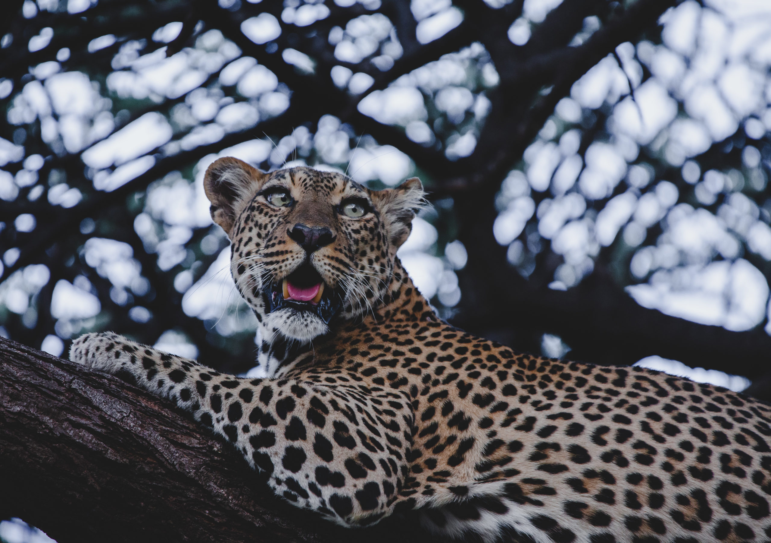 Leopard stalking after a storm